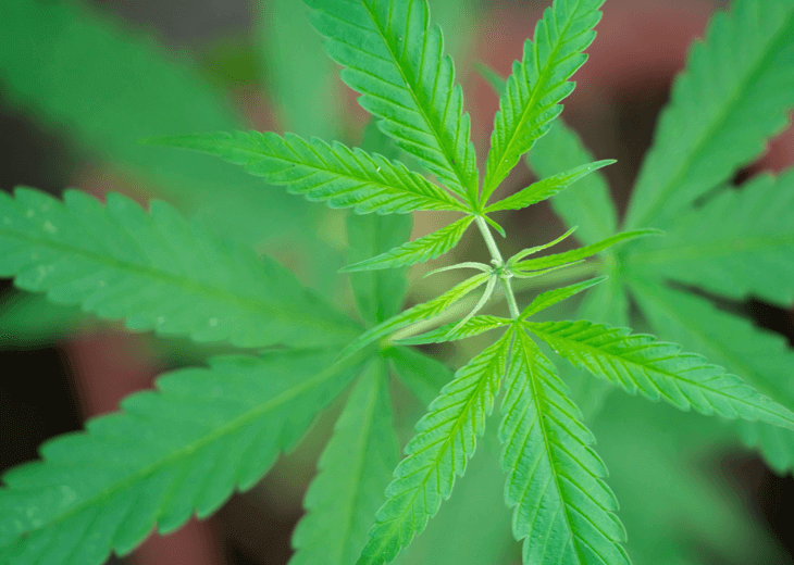 cannabis image