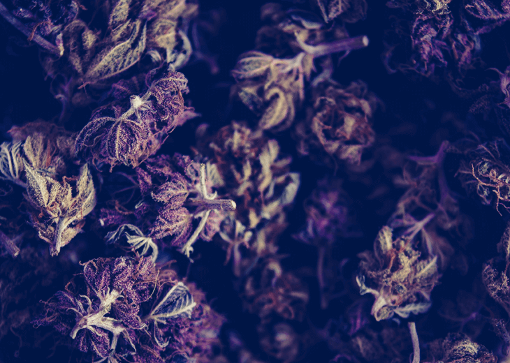 cannabis terpenes image